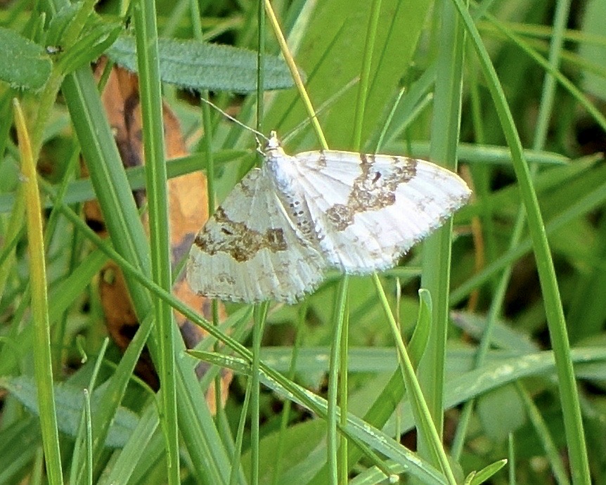 silver-ground carpet